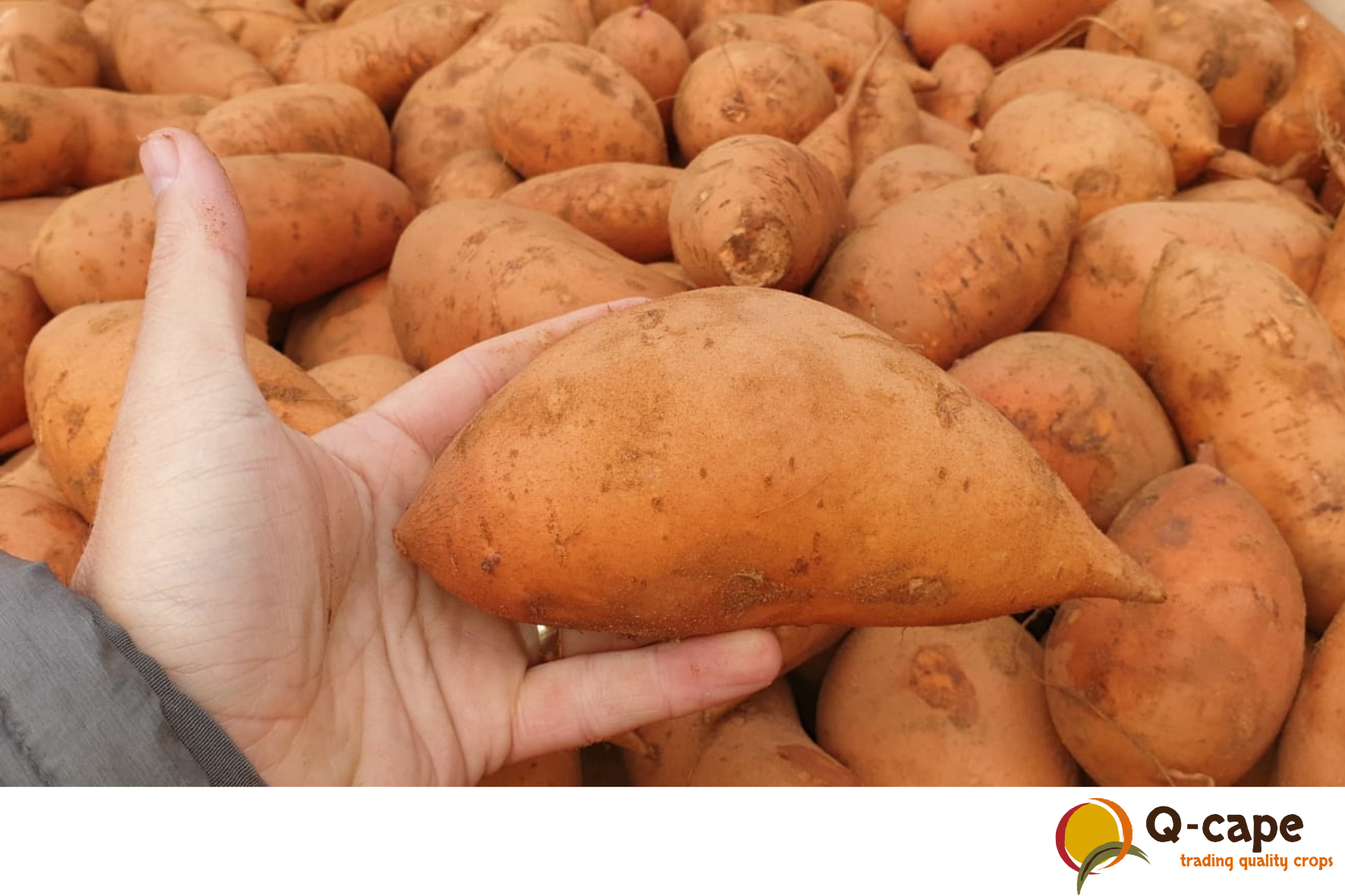 Biologische zoete aardappel Zuid-Afrika