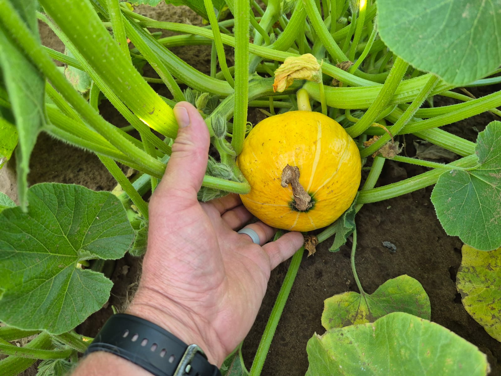 Pumpkin grow november